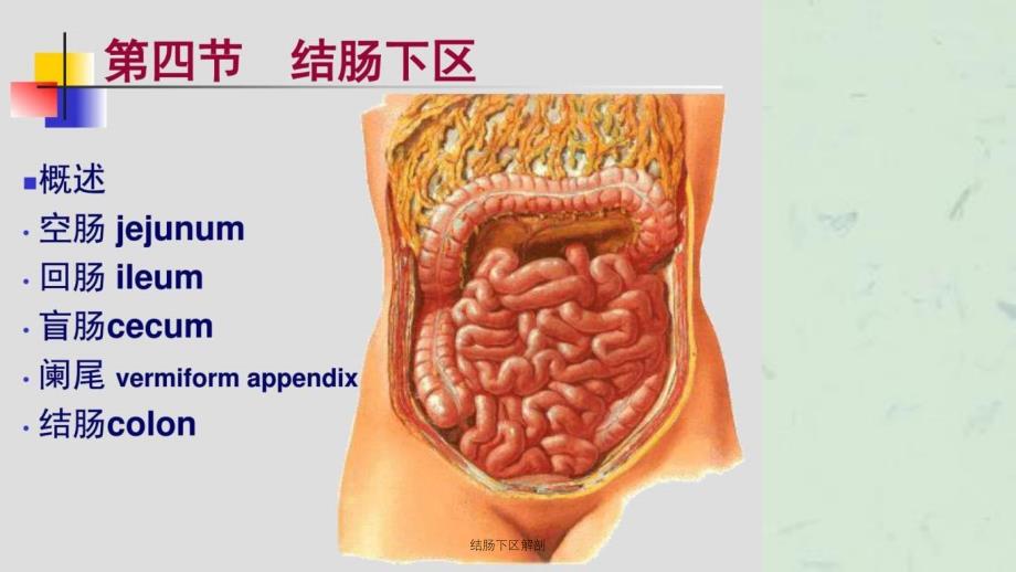 结肠下区解剖课件_第2页