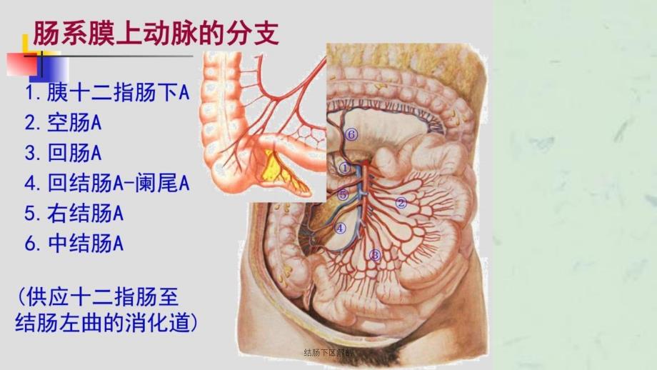 结肠下区解剖课件_第3页