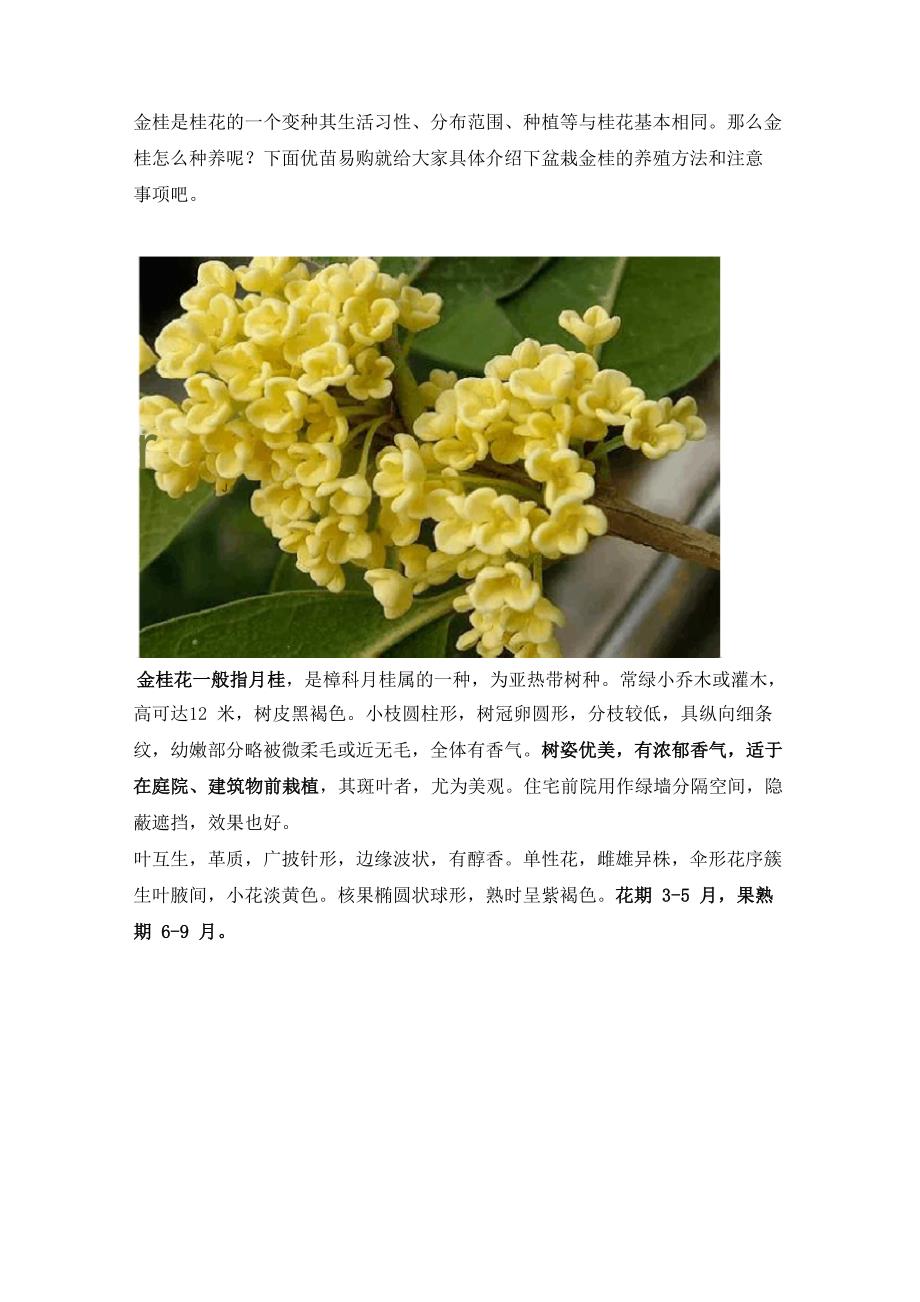 金桂花的养殖方法和注意事项_第1页