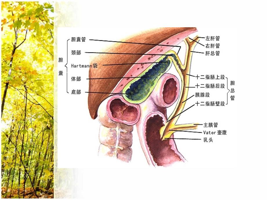 腹腔镜胆囊切除胆总管探查取石_第4页