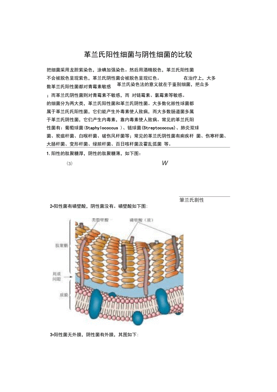 革兰氏阳性菌和革兰氏阴性菌的区别_第1页