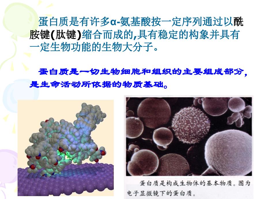 生物化学蛋白质_第3页