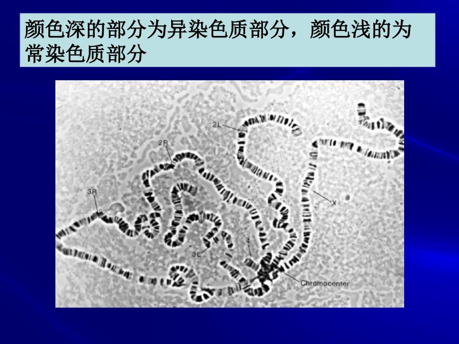 第五章第一节染色体和染色质课件_第4页