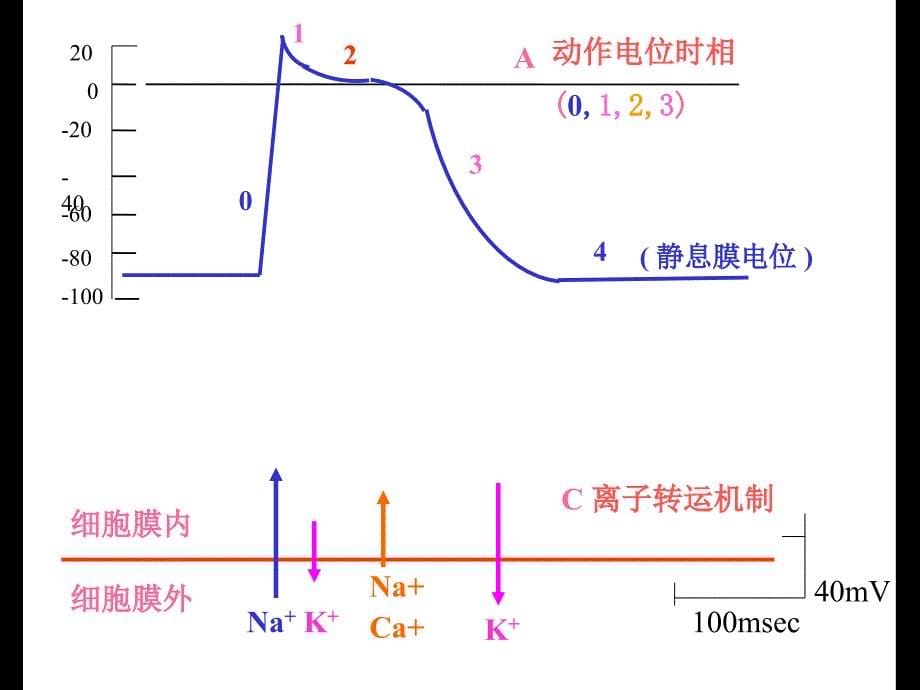 郭颖杰药 理 学抗心律失常药_第5页