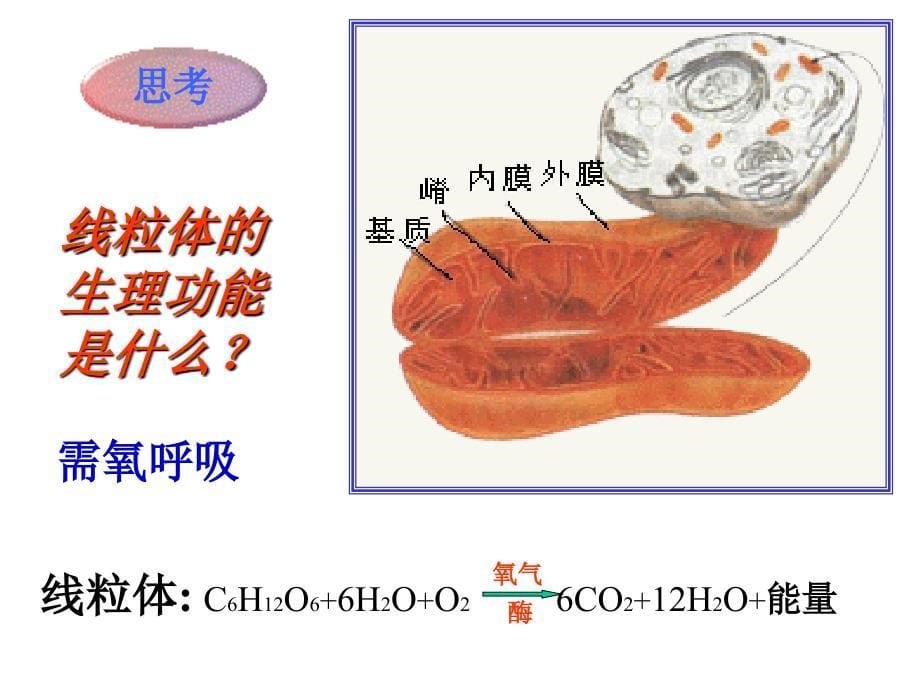 生物必修一第三章第三节酶_第5页