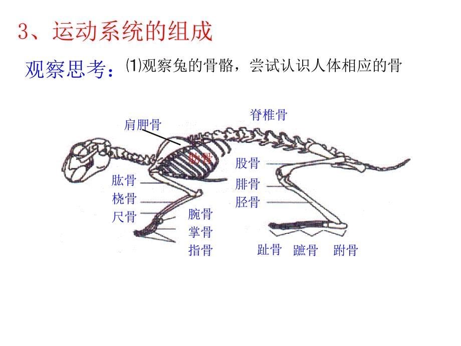 1第一节动物的运动上课用_第5页