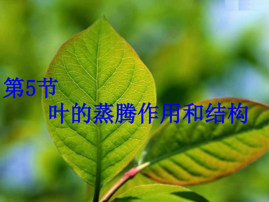 叶的蒸腾作用和结构_第1页