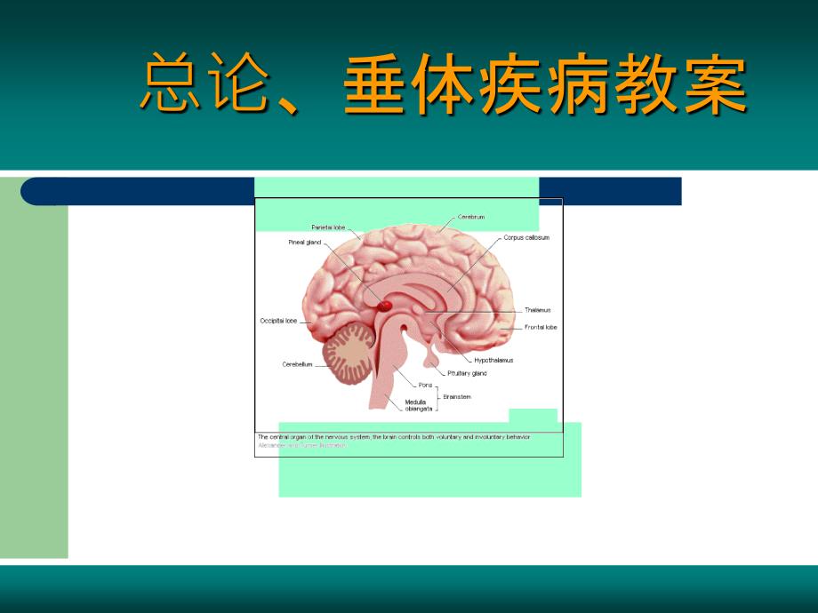 内分泌总论垂体病ppt课件_第1页