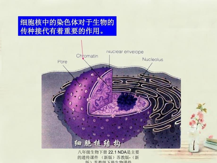 最新八年级生物下册22.1NDA是主要的遗传_第5页