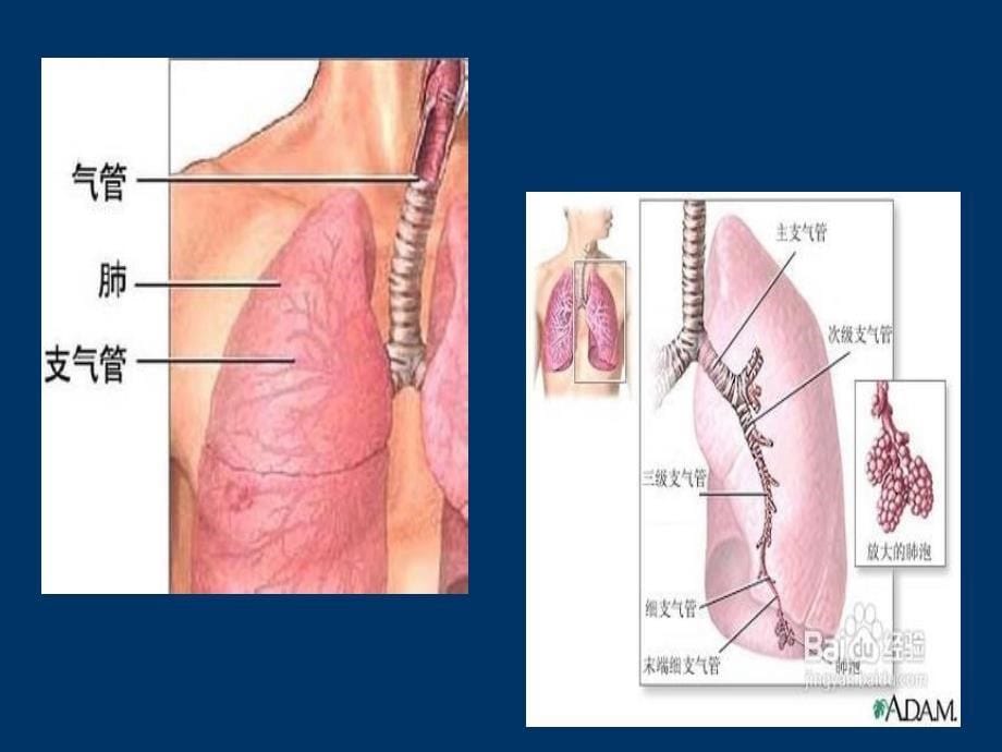 排痰机简介临床版课件_第5页