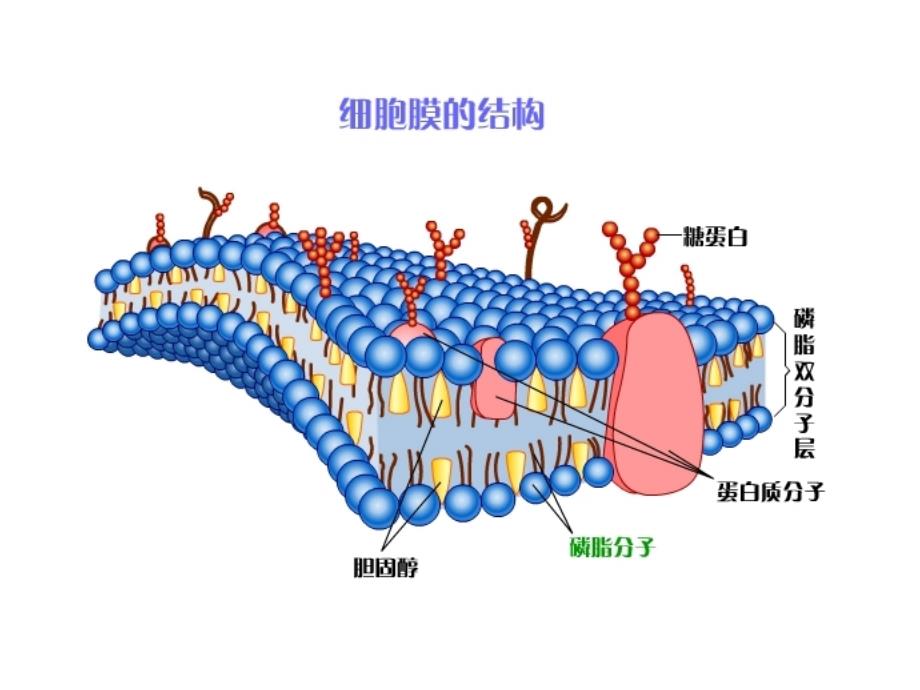 物质跨膜运输方式_第1页