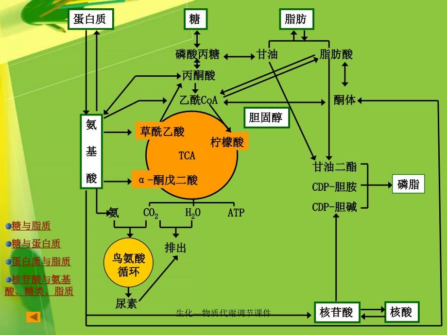 生化物质代谢调节课件_第4页