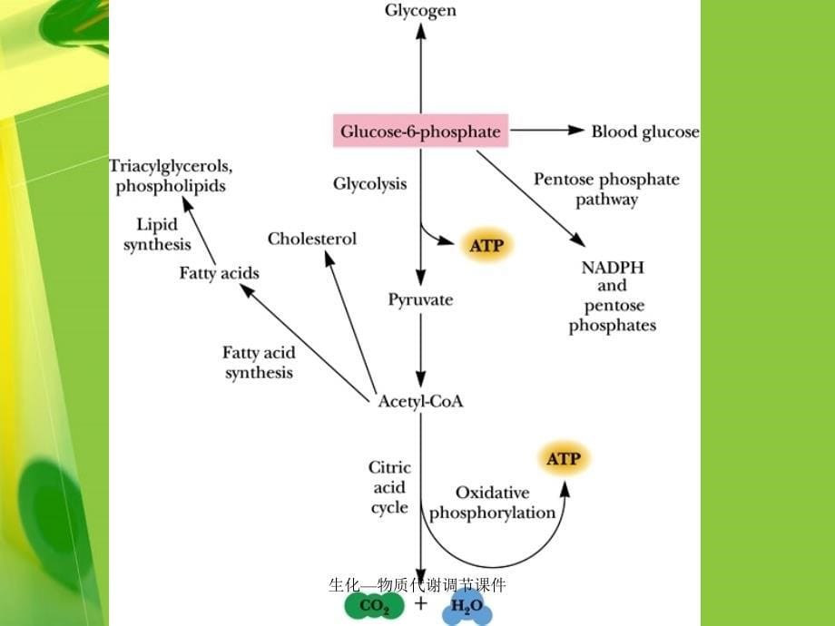 生化物质代谢调节课件_第5页