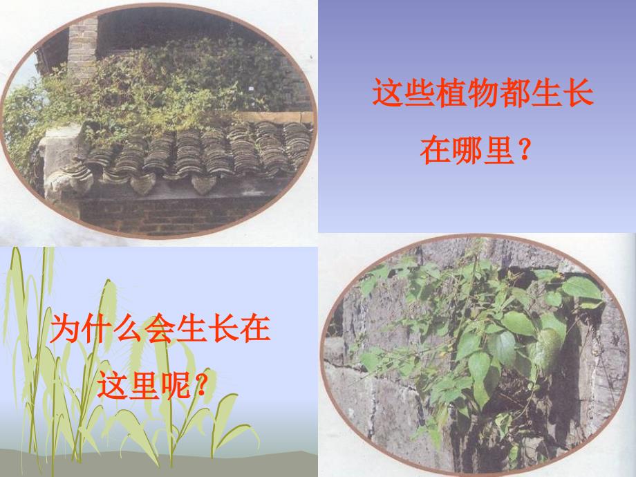 种子的传播课件_第2页