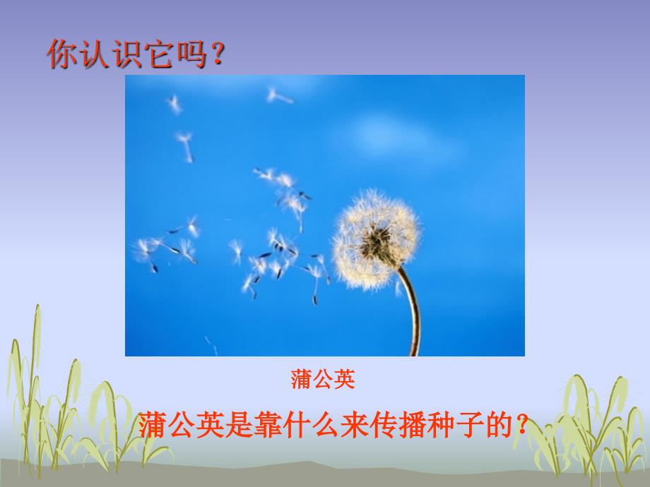 种子的传播课件_第4页