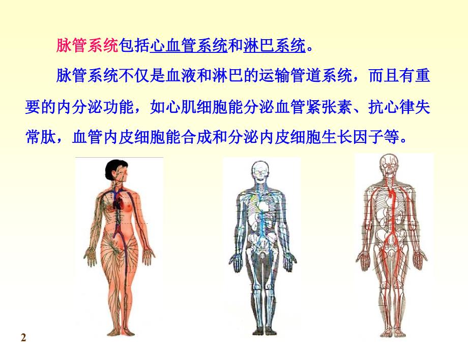 中国医科大基础医学系统解剖学课件第十一章脉管系统总论_第2页