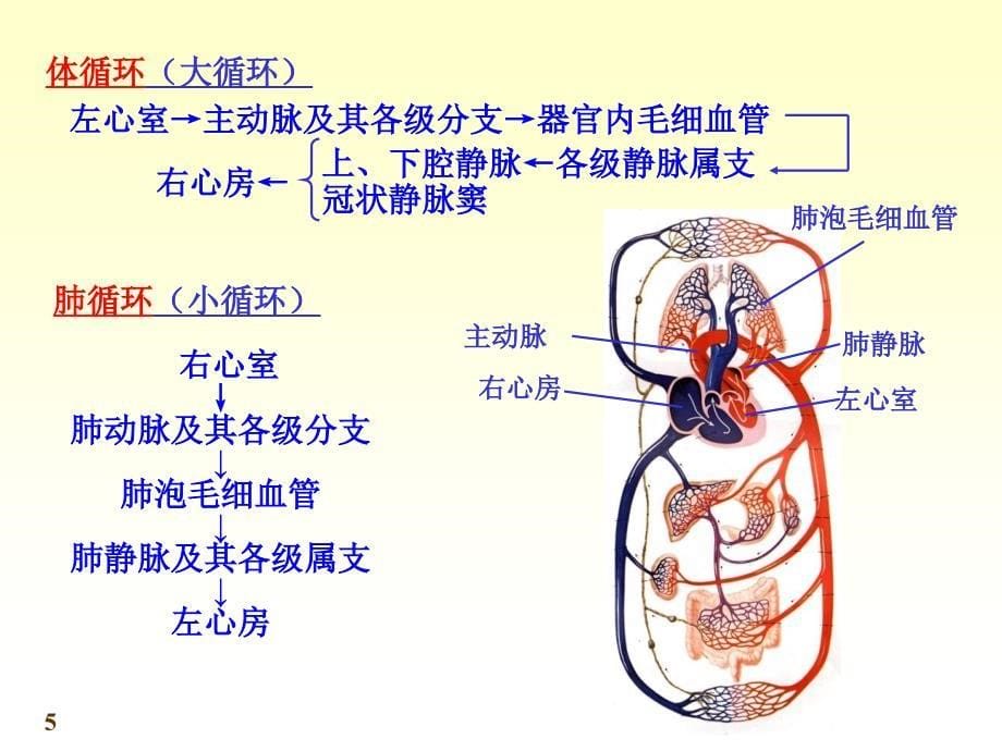 中国医科大基础医学系统解剖学课件第十一章脉管系统总论_第5页