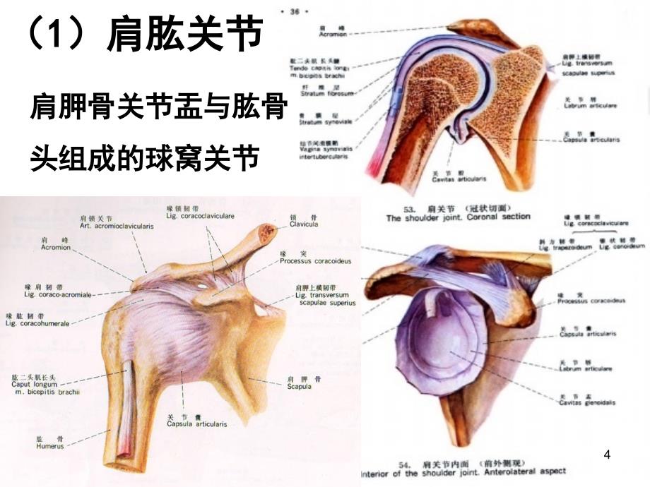 肩关节运动学ppt课件_第4页