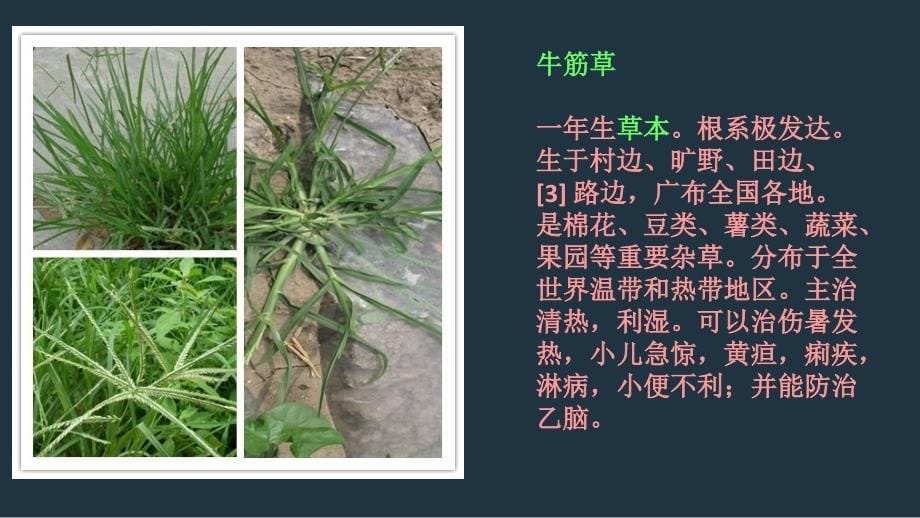 多种多样的植物p课件_第5页