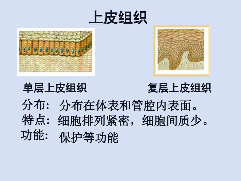 动物体的结构层次_第5页