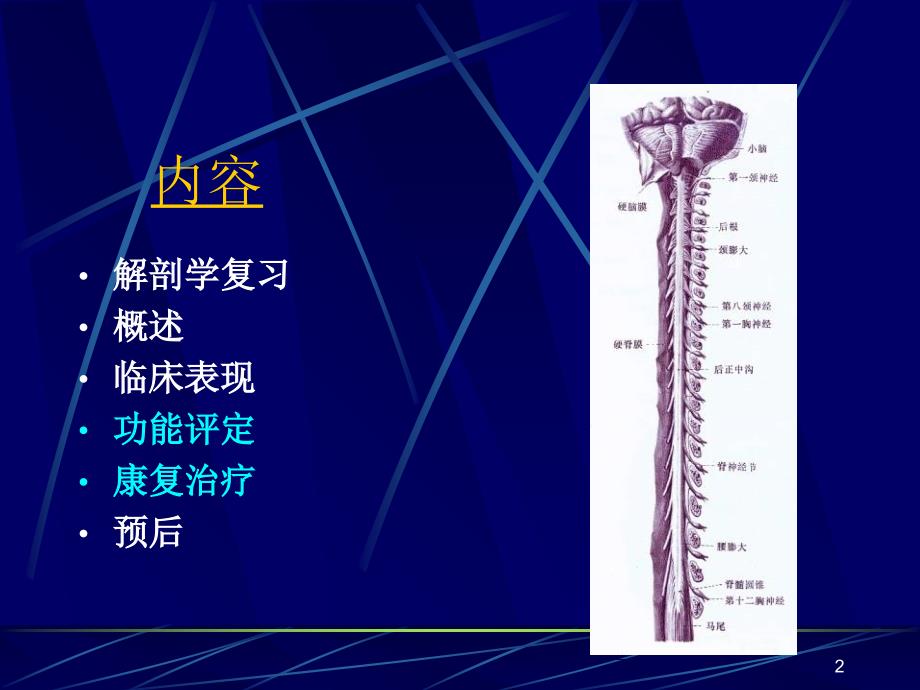 脊髓损伤康复-PPT课件_第2页