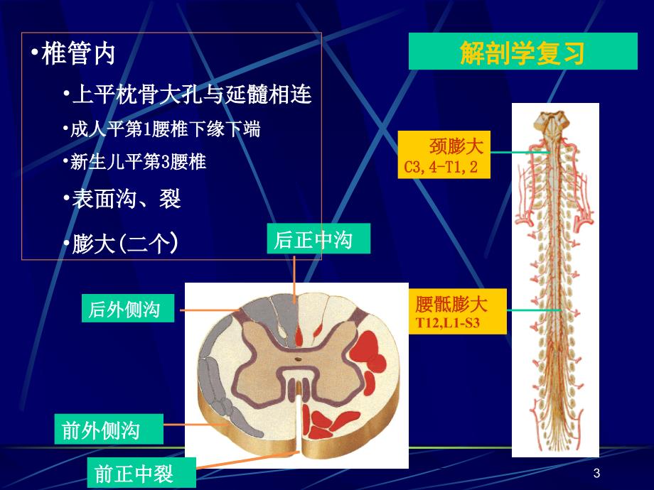 脊髓损伤康复-PPT课件_第3页