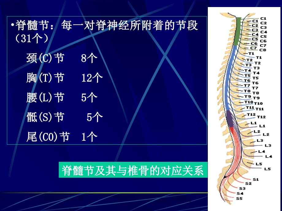 脊髓损伤康复-PPT课件_第4页