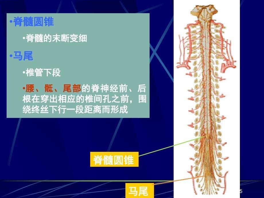 脊髓损伤康复-PPT课件_第5页