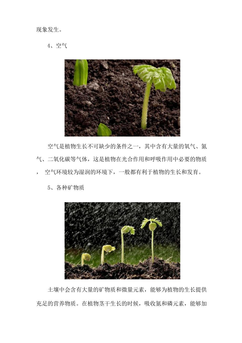 植物生长需要的五个条件_第3页