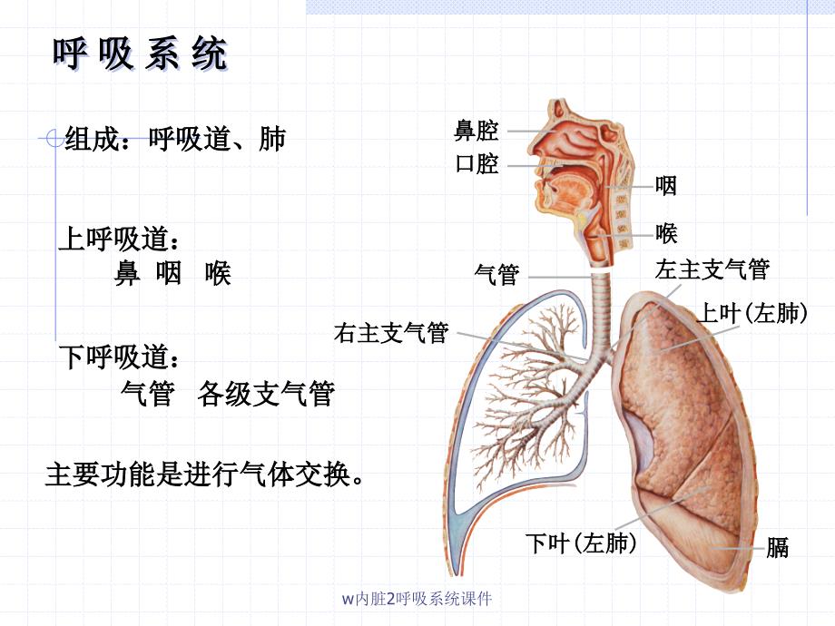 w内脏2呼吸系统课件_第2页