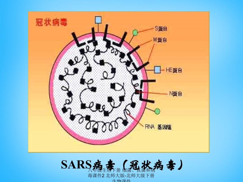 最新八年级生物下册细菌真菌和病毒2_第4页