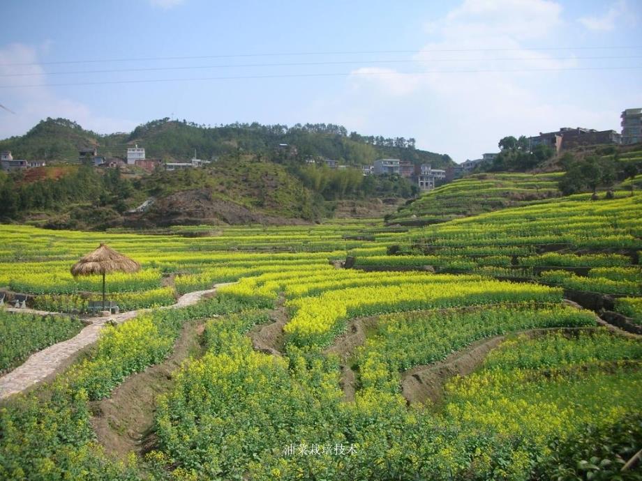 油菜栽培技术课件_第3页