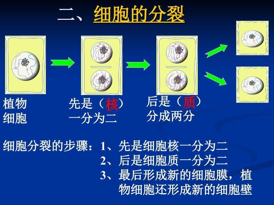 1细胞通过分裂产生新细胞_第5页