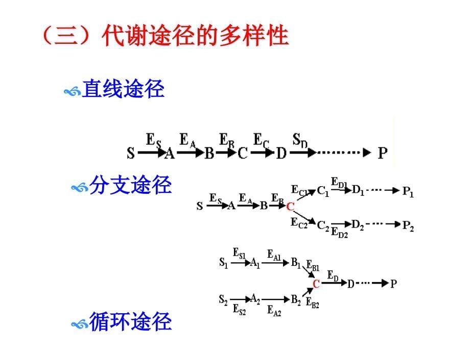 第11章物质代谢的联系与调节1022_第5页