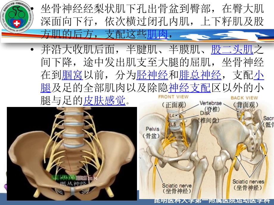 坐骨神经解剖副本副本_第4页