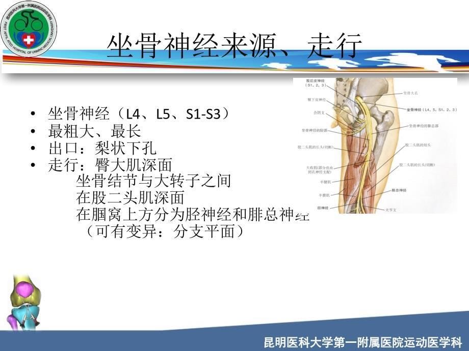 坐骨神经解剖副本副本_第5页