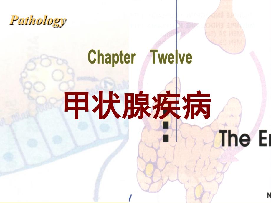 病理学第八版最新课件内分泌系统疾病_第1页