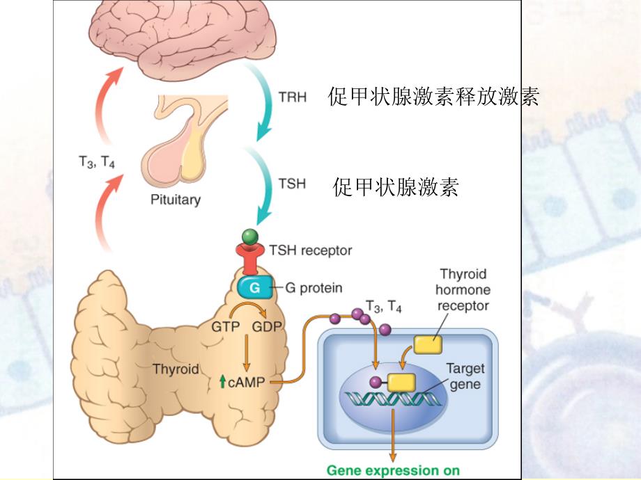 病理学第八版最新课件内分泌系统疾病_第4页