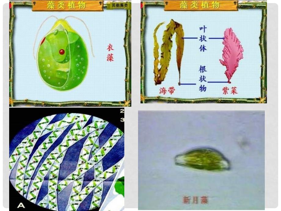 八年级生物上册 第六单元 第一章 第一节 尝试对生物进行分类课件4 （新版）新人教版_第4页