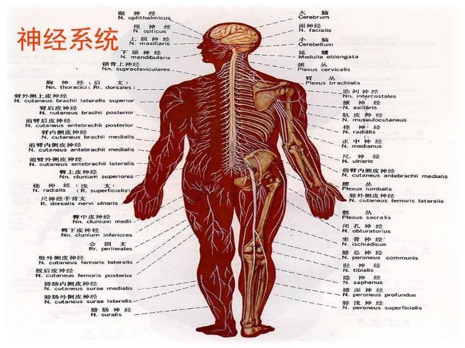 青春期生理与心理健康女生讲座新版-课件_第5页