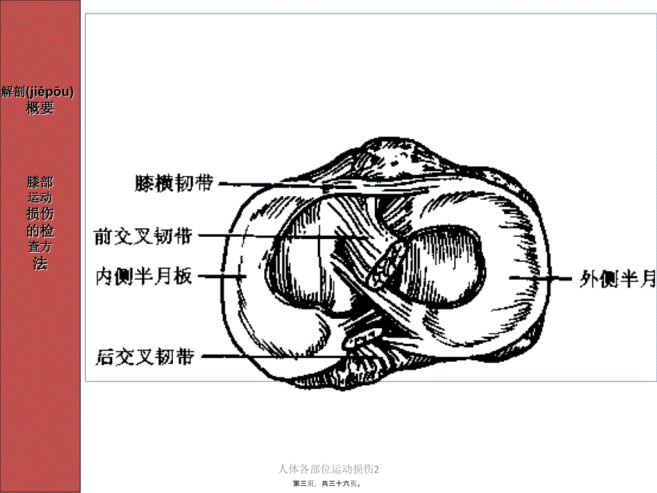 人体各部位运动损伤2课件_第3页