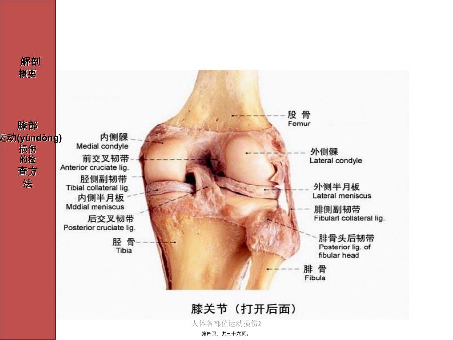 人体各部位运动损伤2课件_第4页