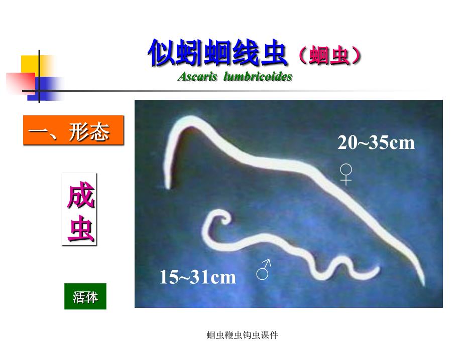 蛔虫鞭虫钩虫课件_第3页