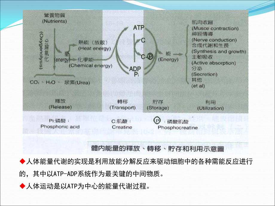 三年级体育与健康第一课时课件 (2)_第3页