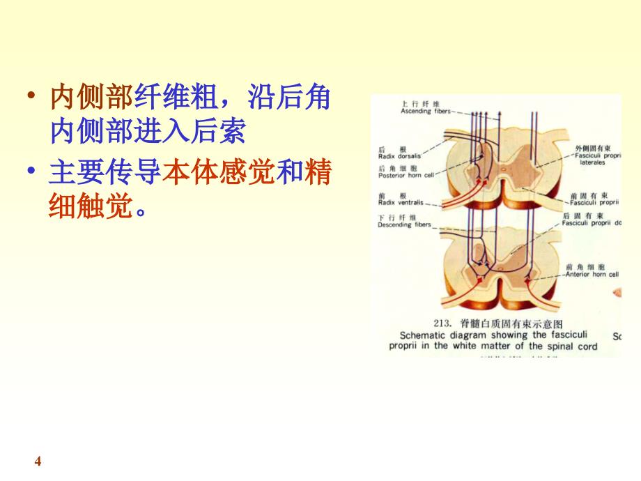 《神经解剖学脊髓》PPT课件教学文稿_第4页