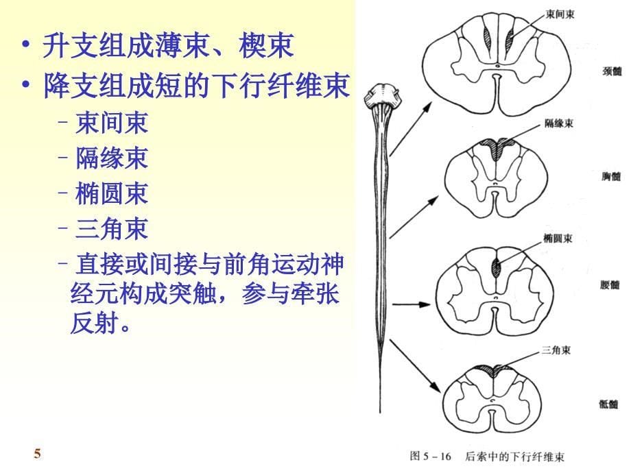 《神经解剖学脊髓》PPT课件教学文稿_第5页