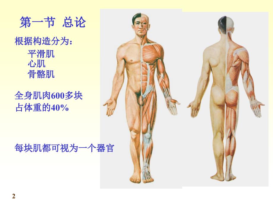 《运动解剖学》第6次课：肌学课件.ppt_第2页