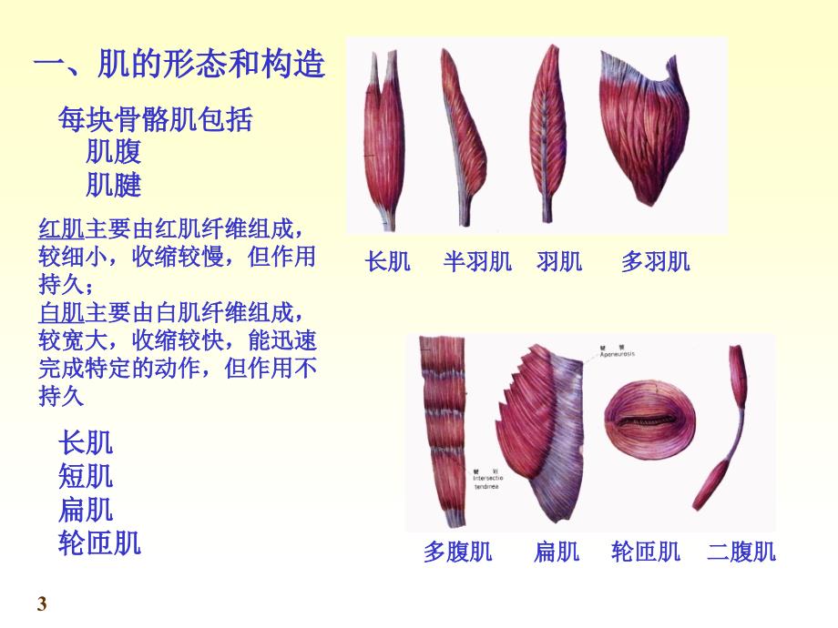 《运动解剖学》第6次课：肌学课件.ppt_第3页