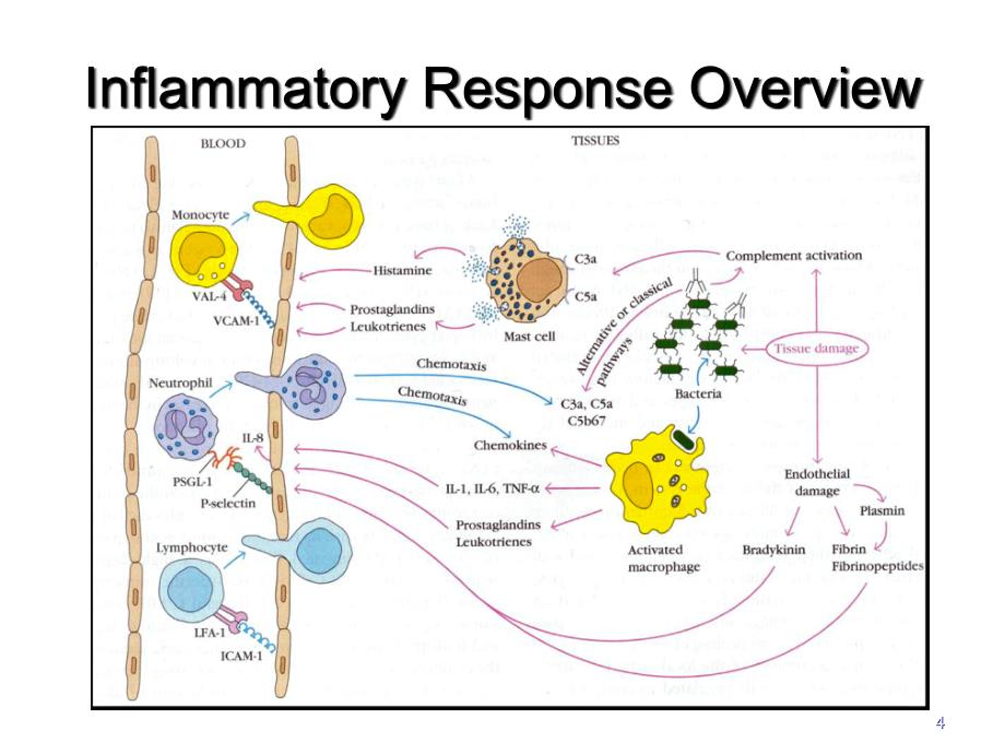 临床药理学--第35章抗炎免疫药物的临床应用课件_第4页