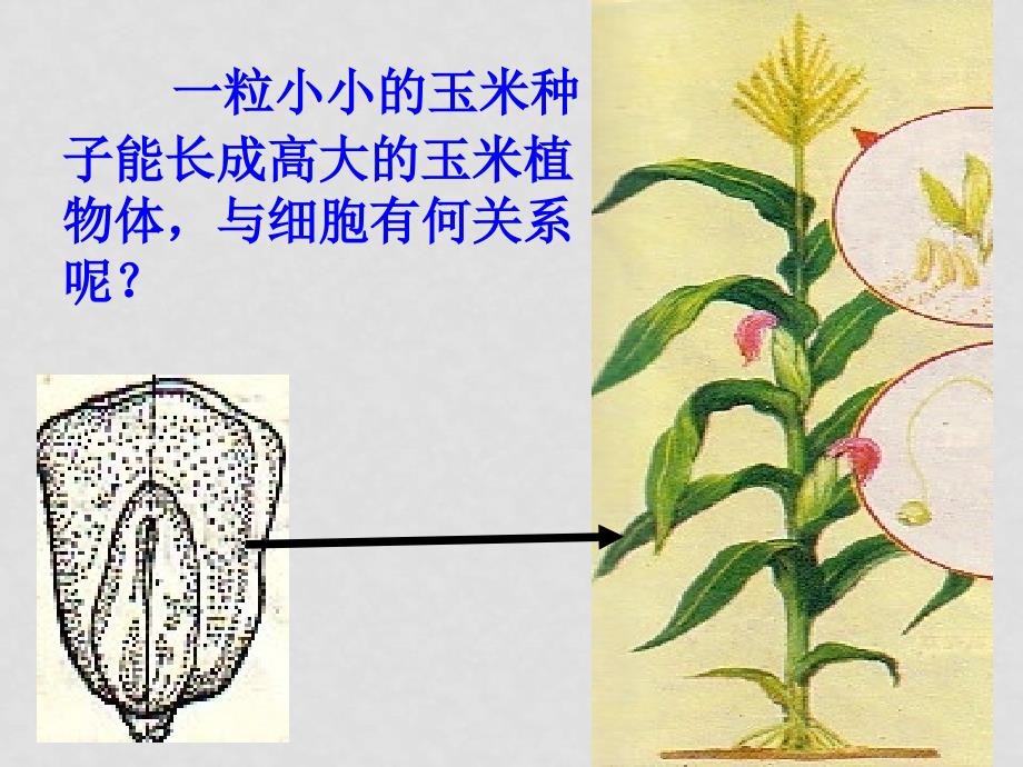 七年级生物第三节 细胞通过分裂产生新细胞 课件人教版_第4页